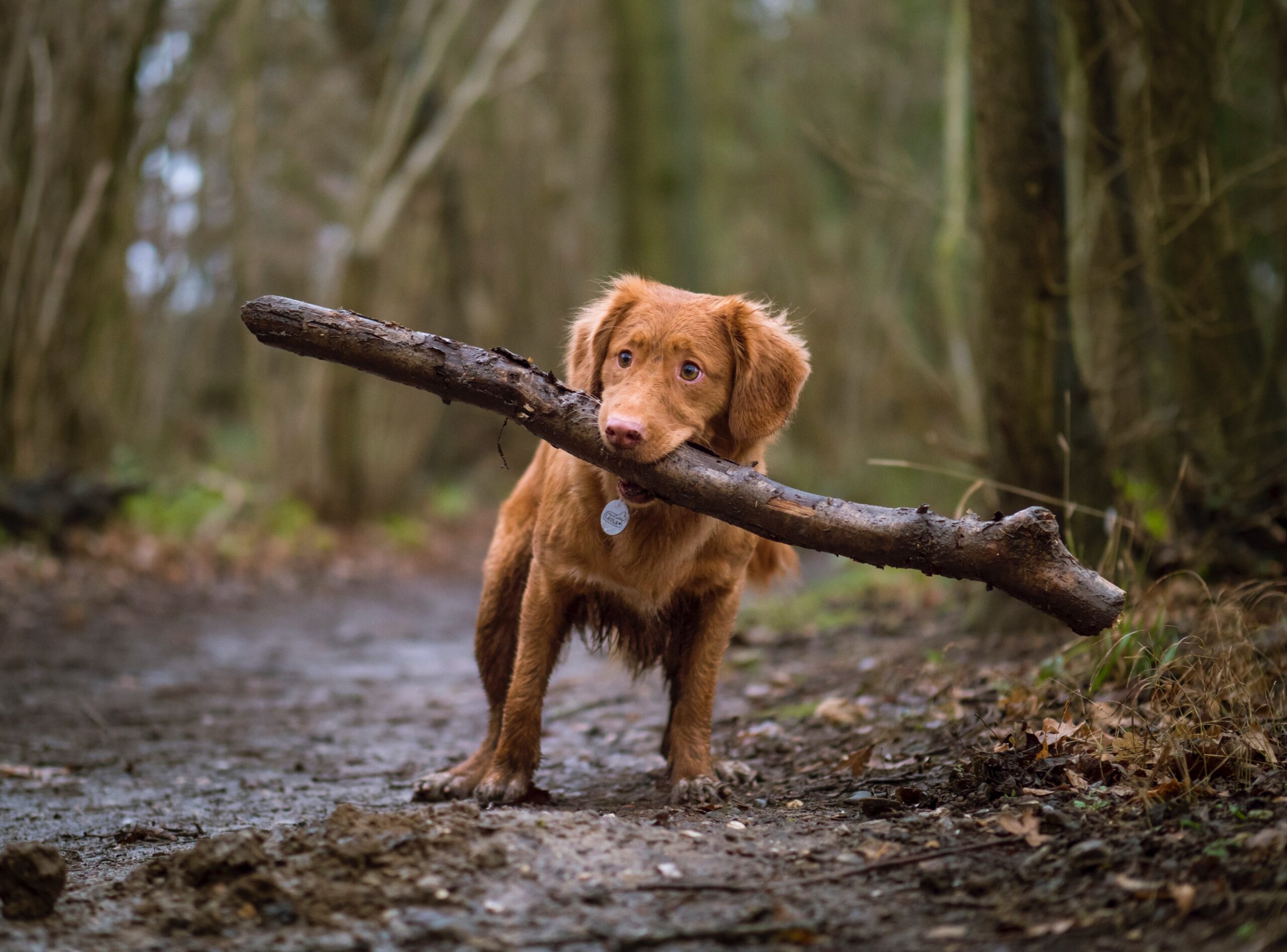howtocampwithadog2 scaled